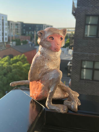 Monkey